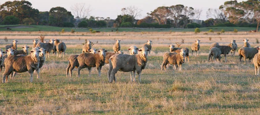 Australian sheep Australian sheep