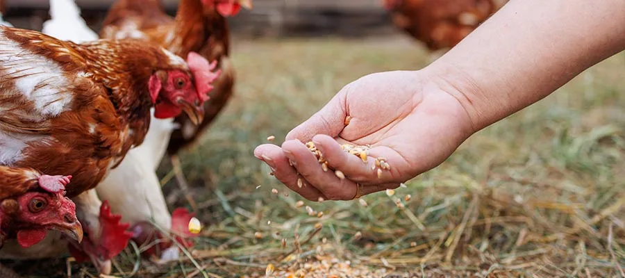 Chicken Feed Chicken Feed